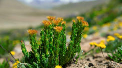 Rhodiola rosea : rosavine et salidrosides pour mieux gérer votre stress