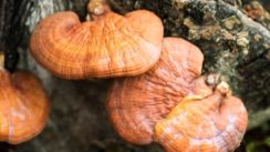 Tout savoir sur le Reishi